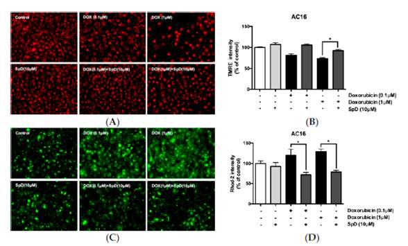 SpD는 독소루비신에 의해 감소되는 AC16 심근세포의 미토콘드리아 막전위를 회복시키며, 독소루비신에 의해 증가하는 세포내 Ca2+ 수준을 대조군과 같이 회복시킴