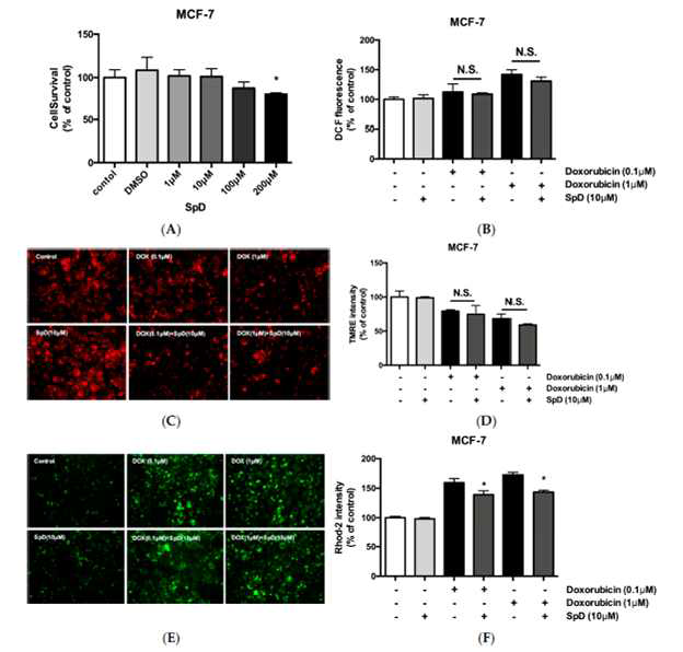 SpD는 MCF-7 유방암세포의 활성을 저해하면서 독소루비신이 MCF-7 세포에 끼치닌 미토콘드리아 막전위, 세포내 Ca2+의 변화를 방해하지 않음으로써 독소루비신의 암세포에 대한 독성을 방해하지 않음