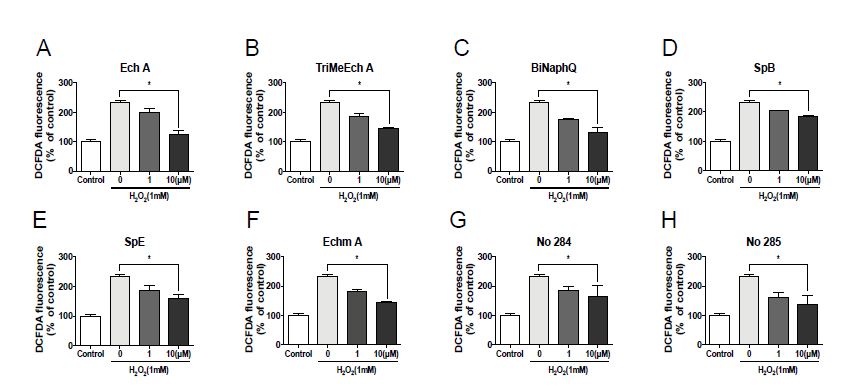Ech A 및 구조유사체들은 AC16 심근세포의 세포내 활성산소 수준을 감소시킴