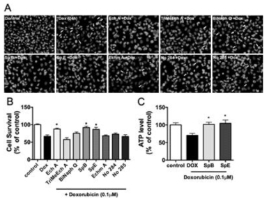 Ech A 및 구조유사체들은 독소루비신의 독성에서 AC16 심근세포의 활성을 보호함