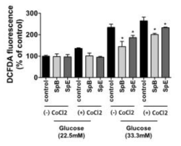 Spinochrome B와 E 는 AC16 심근세포를 hypoxic stress와 hyperglycemic stress로부터 보호함. SpB와 SpE는 CoCl2와 고농도의 glucose에의해 증가하는 세포내 활성산소의 수준을 감소시킴