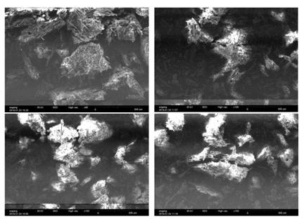 Oxalic acid와 zinc oxalate가 혼합된 조건에서 회수된 물질의 SEM 사진