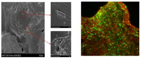 CHF 표면의 SEM image와 CLSM image
