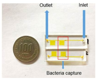 미생물 이미징을 위한 미세유체소자의 사진