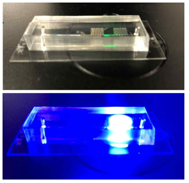 미생물을 포함한 미세유체소자를 현미경 시스템에 장착한 후 형광 관찰을 위한 LED를 끄거나(위), 켰을 때(아래) 모습