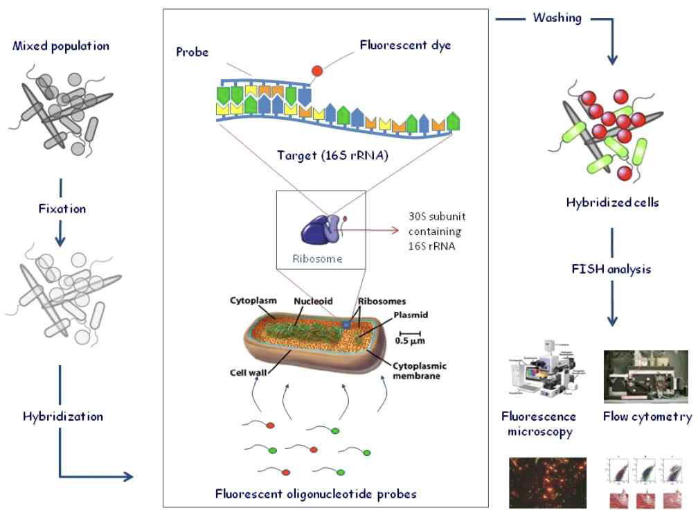 FISH 기반의 미생물 동정 기술 개념도