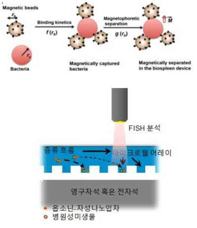 자기장을 이용한 미생물 농축 기술의 개념도 (제1세부과제 참조)