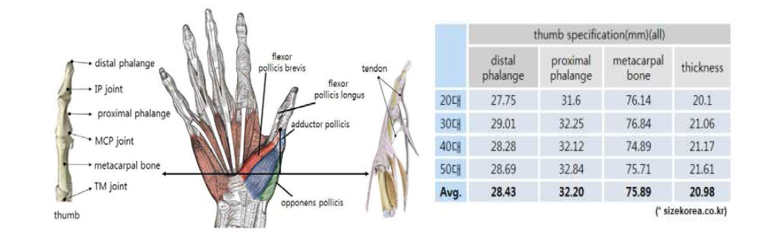 엄지 생체역학적 구조 분석