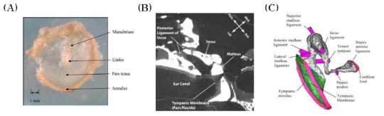 (A) 사람의 고막 (Daphalapurkar et al., 2009), (B) 고막, 이소골과 인대를 포함한 사람 중이의 μCT 이미지 (Sim et al., 2007), (C) CT 이미지를 바탕으로 제작한 사람귀의 3D 유한요소 모델 (Homma et al., 2010)