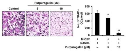Purpurogallin에 의한 파골세포 분화억제효과