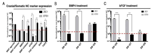 (A)신경능선세포에 대한 안면 표지 인자 증가 유도 인자 탐색,(B) 안면 신경능선세포 유도 시 BMP4의 초기 영향 규명,(C) 안면 신경능선세포 분화 유도 시 bFGF의 영향 평가