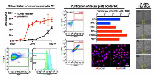SOX10과 HNK1을 이용한 신경능선세포의 분리 및 배양 특성 확인
