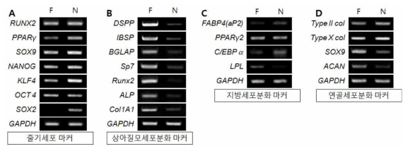 평면(F)와 나노(N) 표면에서의 유전자발현을 통한 치주인대줄기세포반응 평가