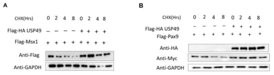 USP49에 의한 MSX1과 PAX9 단백질 반감기 측정