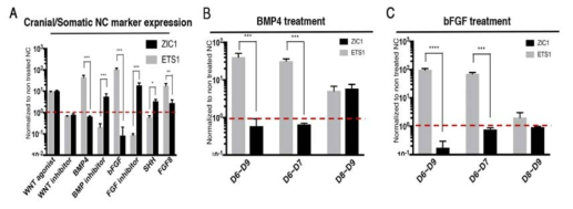 (A)신경능선세포에 대한 안면 표지 인자 증가 유도 인자 탐색,(B) 안면 신경능선세포 유도 시 BMP4의 초기 영향 규명,(C) 안면 신경능선세포 분화 유도 시 bFGF의 영향 평가