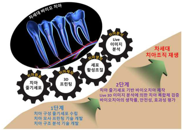 차세대 바이오 치아 재생 연구개발의 개념도