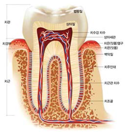 치아의 해부학적 구조