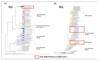 인플루엔자 N1(A), N2(B) 아형 NA 유전자 분자계통수