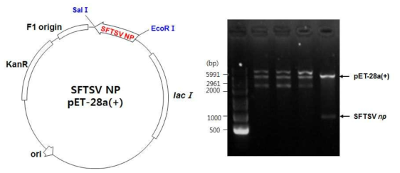 SFTSV NP pET-28a(+) 클론 제작