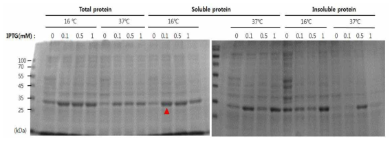 E. coli BL21 주에서 SFTSV NP 단백질 발현 조건 성립. 0.1 mM IPTG, 16℃, 18시간 배양 조건에서 가장 효율적으로 단백질이 발현됨