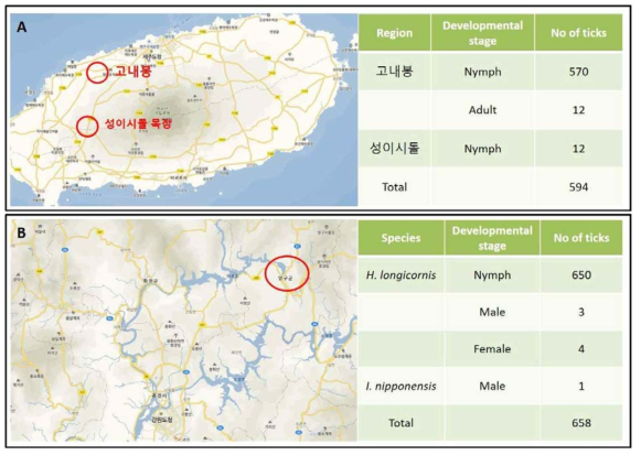 2019년도에 제주도(A)와 강원도(B)에서 채집한 지역과 성장단계별 마리 수