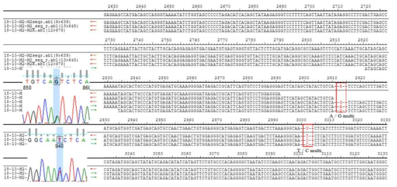 제주도 환자 혈청에서 분리된 SFTSV M segment nucleotide sequencing 결과
