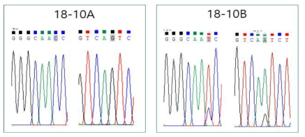 동일한 환자 혈청샘플에서 분리된 single virus에 대한 nucleotide sequence peak 값 비교 분석