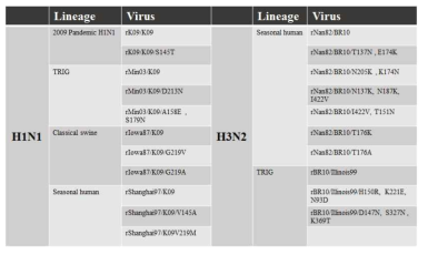 제작된 인플루엔자 유전자재조합 바이러스 목록