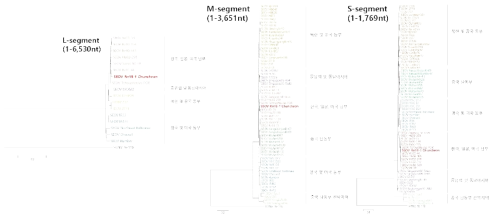 전장유전체 염기서열정보 확보된 서울바이러스 L, M, S 분절 유전체의 계통지리분석
