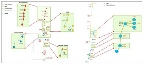 H1(A), H3(B) 아형 HA 유전자 변이 지도 정밀 분석