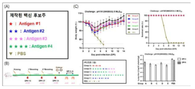 정밀추적 시스템을 활용한 백신주 구축(A) 및 동물 실험을 통한 백신 효능 검증(B,C)