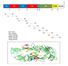 합성한 10종의 에피톱 펩타이드의 Zika E protein 구조에서의 위치