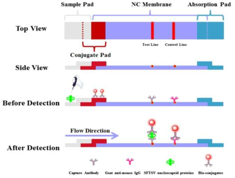 신속항원진단 키트 제작 모식도