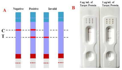 신속항원진단키트 양성과 음성판정 기준 모식도와 실제 사진