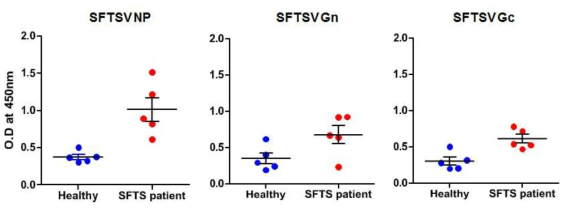 SFTSV NP, Gn, Gc 단백에 대한 IgG 항체반응 비교