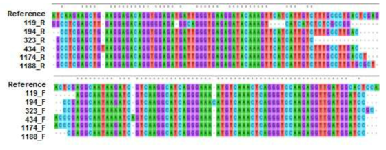 RT-PCR을 통해 증폭된 핵산이 SFTSV S segment 염기서열임을 확인함