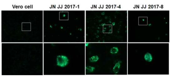 면역형광법으로 SFTSV 감염된 세포에서 NP 단백질 발현을 확인