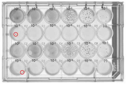 Plaque assay를 통하여 single virus가 순수될 수 있는 농도를 확정. 빨간색 원으로 표시된 부분이 virus로 인하여 형성된 plaque임