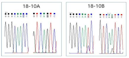 동일한 환자 혈청샘플에서 분리된 single virus에 대한 nucleotide sequence peak 값 비교 분석