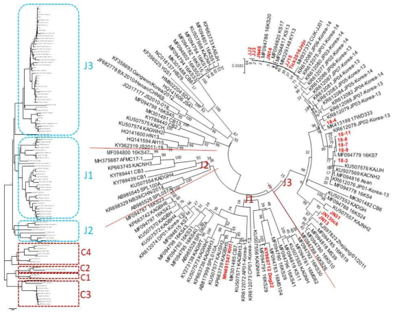 SFTSV complete S segment 유전자를 이용한 계통발생학적인 분석