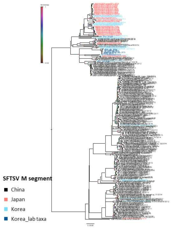 등록된 모든 SFTSV 분리주들의 전체 M segment 유전자를 이용한 계통발생학적인 분석