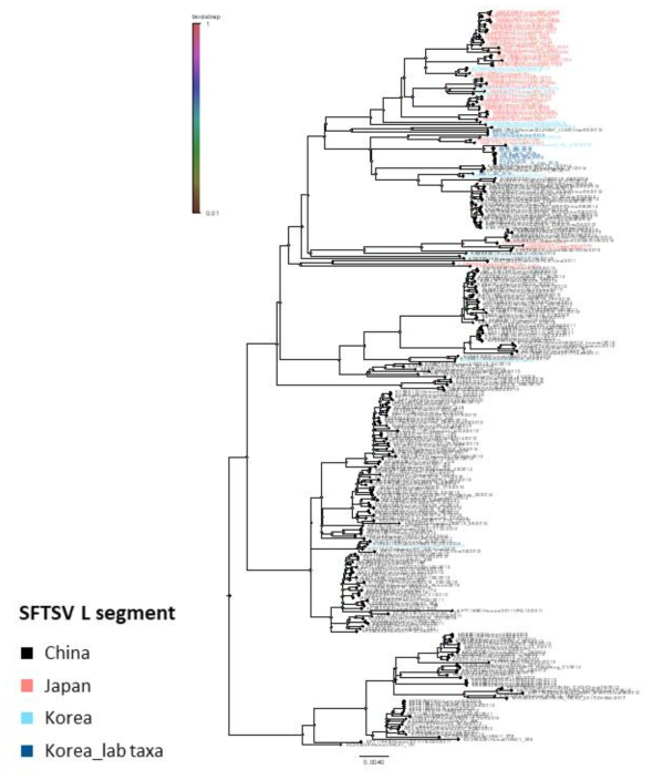 등록된 모든 SFTSV 분리주들의 전체 L segment 유전자를 이용한 계통발생학적인 분석