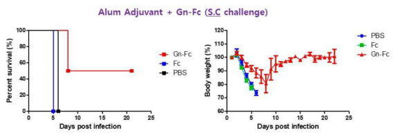 Alum adjuvant가 혼합된 Gn-Fc로 면역한 실험동물모델에서 SFTSV 감염 후, 생존율(좌)과 체중변화(우)
