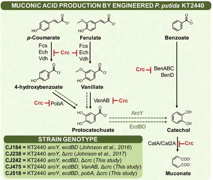 Aromatic catabolic pathway