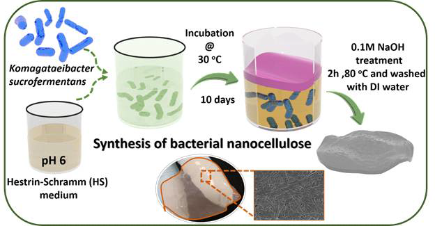 Bacterial nanocellulose의 생산방법