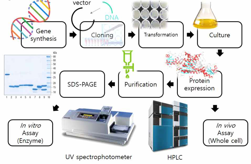 효소/단백질 발현 및 반응시스템 구축 개요