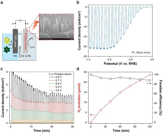 태양에너지를 통한 수소 생산을 위한 리그닌 산화 반응과의 결합. (a) Pt- 블랙 실리콘을 사용한 수소 생산 계형 및 SEM 현미경 사진. (b) 가시광선을 간헐적으로 조사하여 1M H2SO4에서 Pt- 블랙 실리콘의 LSV 곡선. (c) Pt- 블랙 실리콘 광양극 및 CNT 페이퍼 음극으로 구성된 광전기 화학 전지에 다양하게 적용된 바이어스에서의 광전류 프로파일. 50 ℃에서 1 시간 동안 리그닌으로 사전 환원된 PMA용액을 음극에 사용. (d) 리그닌 산화와 조합된 광전자 화학 전지의 수소 발생 및 패러데이 효율 프로파일