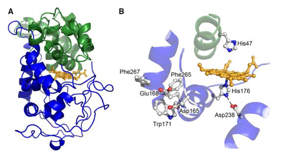 백색부후균 LiPH8 구조 (PDB 1LGA)(1)(2)