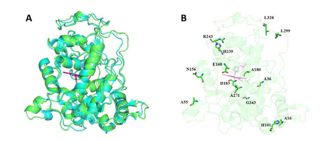 C. subvermispora(PDB 4ZCN, 청록색)에서 MnP6와 P . chrysosporium(PDB 1B80, 녹색)에서 LiPH8의 구조적 정렬(A) 및 LiPH8 구조에서 염교 형성에 유리하지 않은 아미노산과의 상동 위치(B)