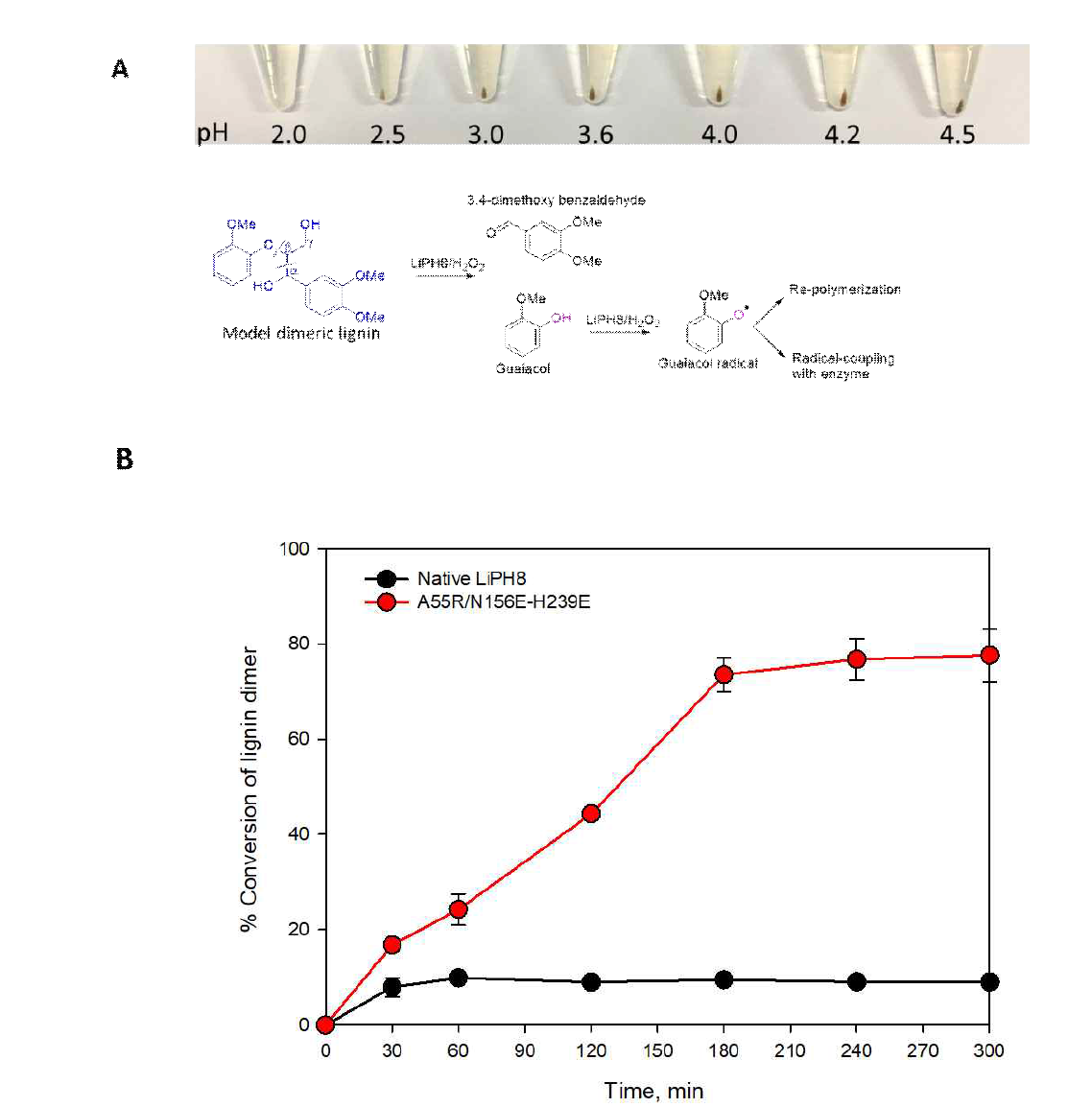 이량체 리그닌의 분해로부터 방출된 페놀 생성물의 재중합에 대한 pH의 효과(A)와 pH 2.5에서 고유 및 돌연변이 A55R/N156E-H239E에 의한 모델 이량체 리그닌의 전환(B). 4mM 리그닌 이량체 및 5μM 고유 LiPH8 또는 변이체를 사용하여 0.1M BR 완충액, pH 2.0 내지 4.5에서 산화 반응을 수행하였으며, H2O2는 25℃에서 150μM/15분의 속도로 공급